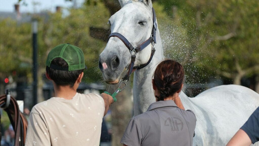 a white horse being sprayed by two people