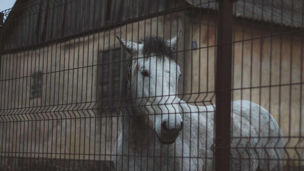 a white horse behind a fence in front of a building