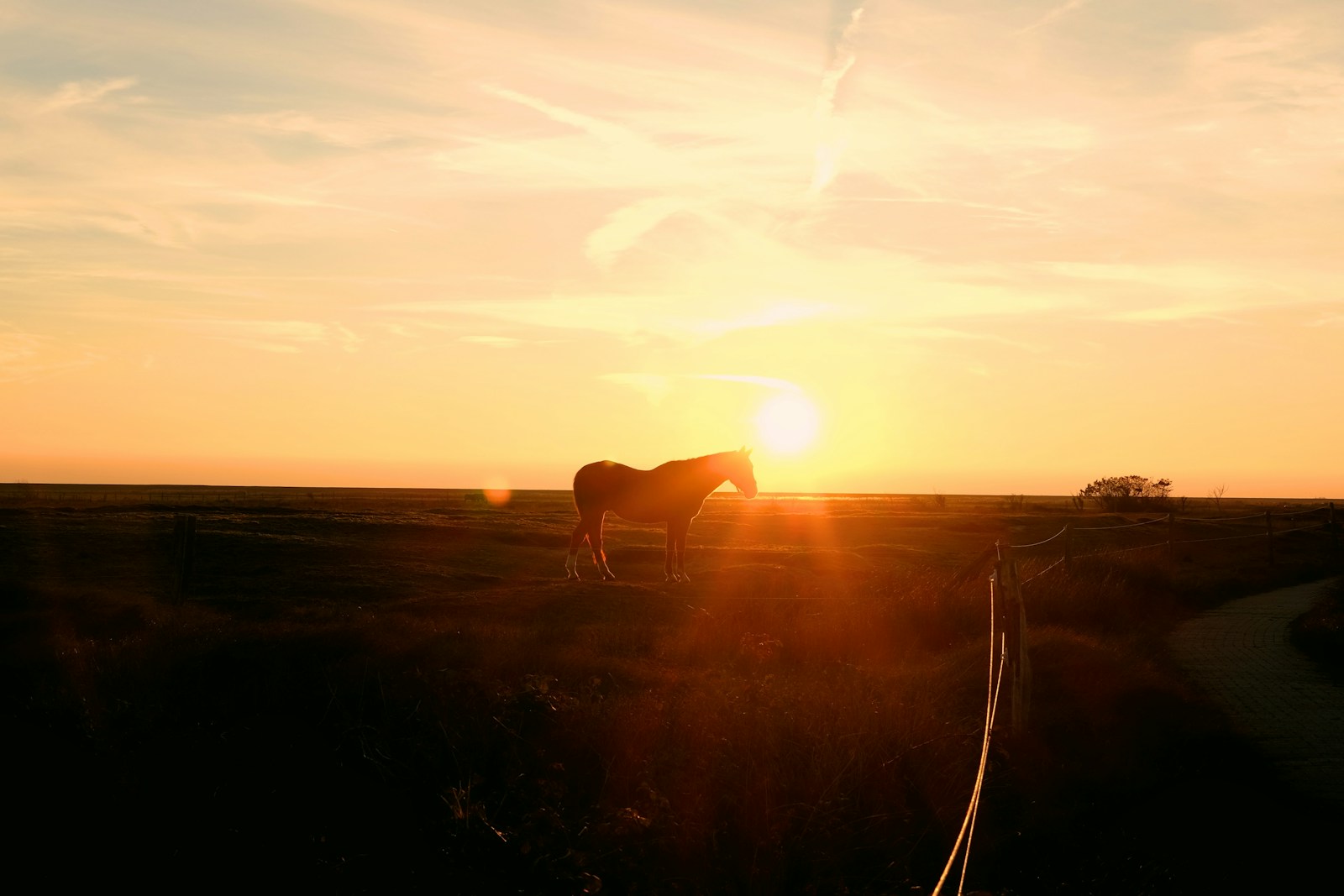 Silhouette of horse during sunset