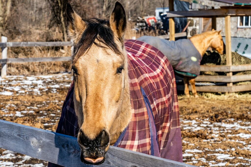 Brown horse standing on brown soil during daytime