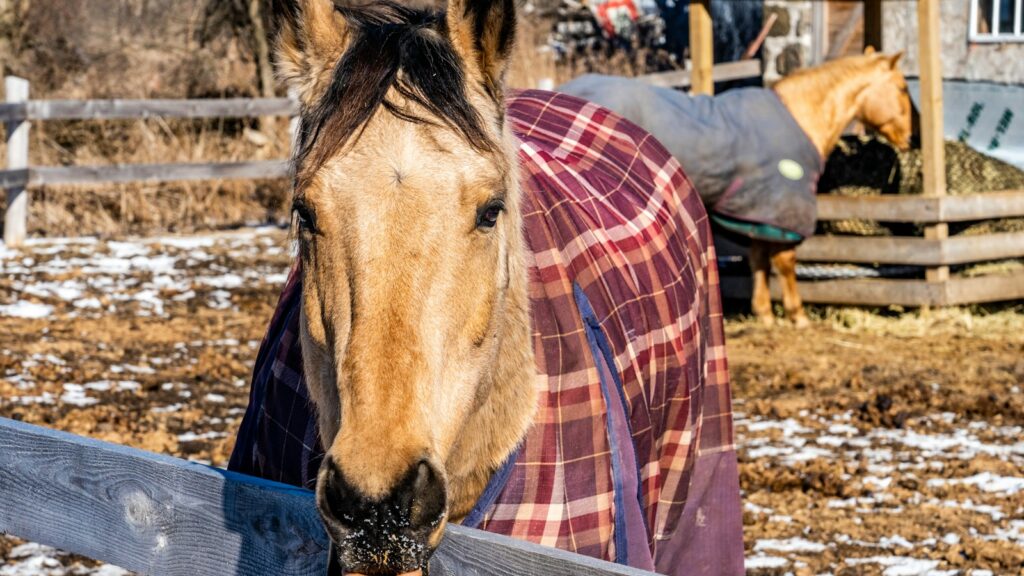 brown horse standing on brown soil during daytime