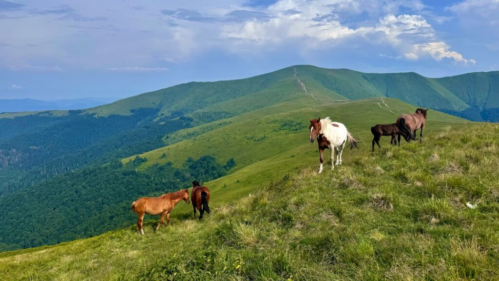 A group of horses standing on top of a lush green hillside