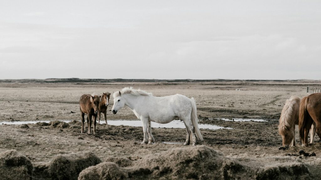 brown and white horses grazing on grass field