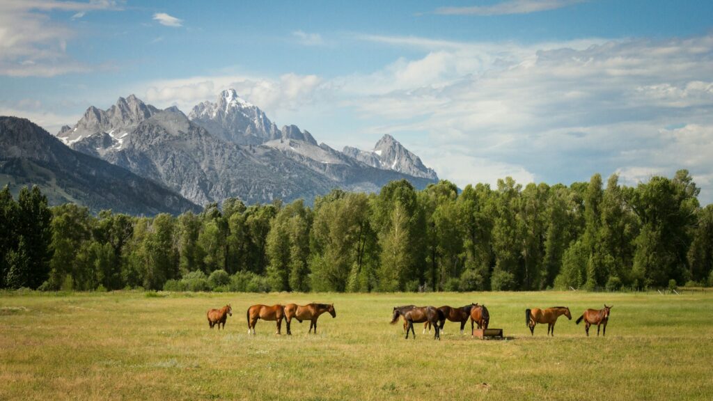 group of horses standing on field