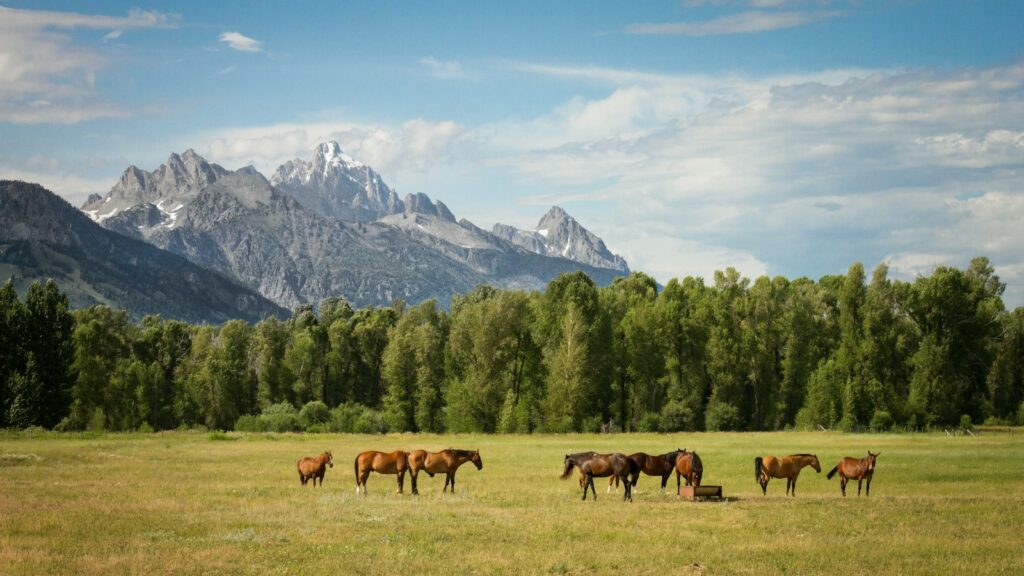 group of horses standing on field