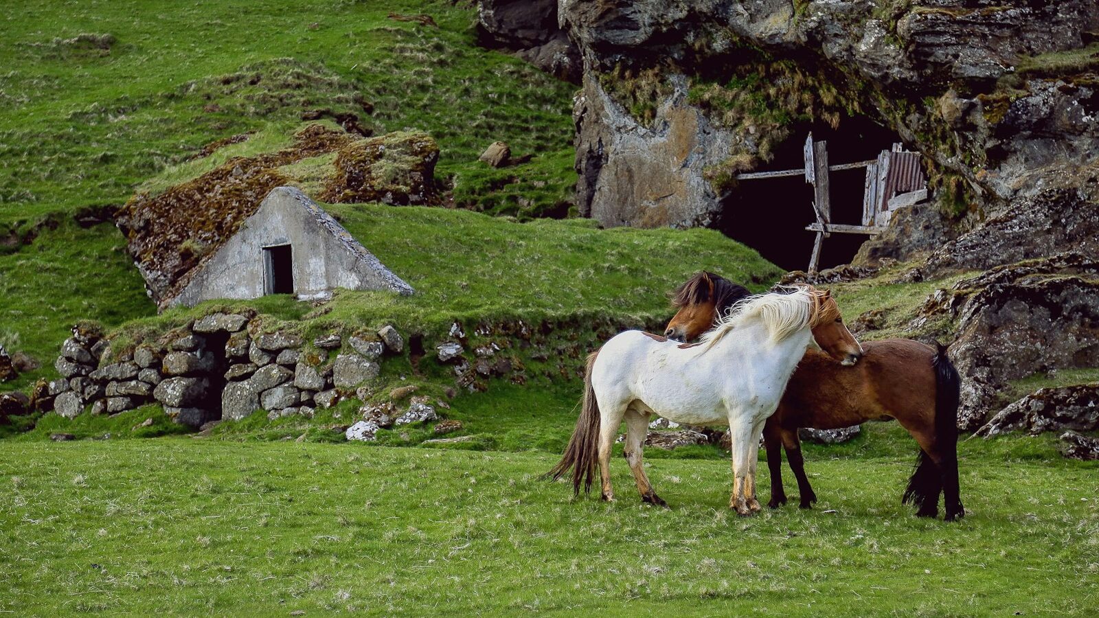 white and brown horses standing on green grass during daytime