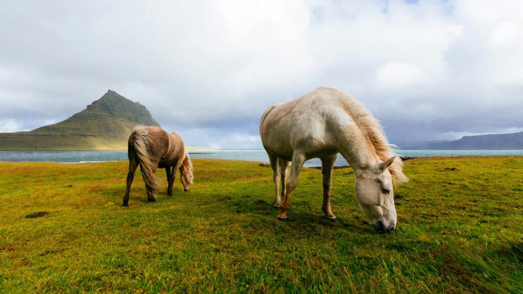 white and brown horses near body of water during daytime