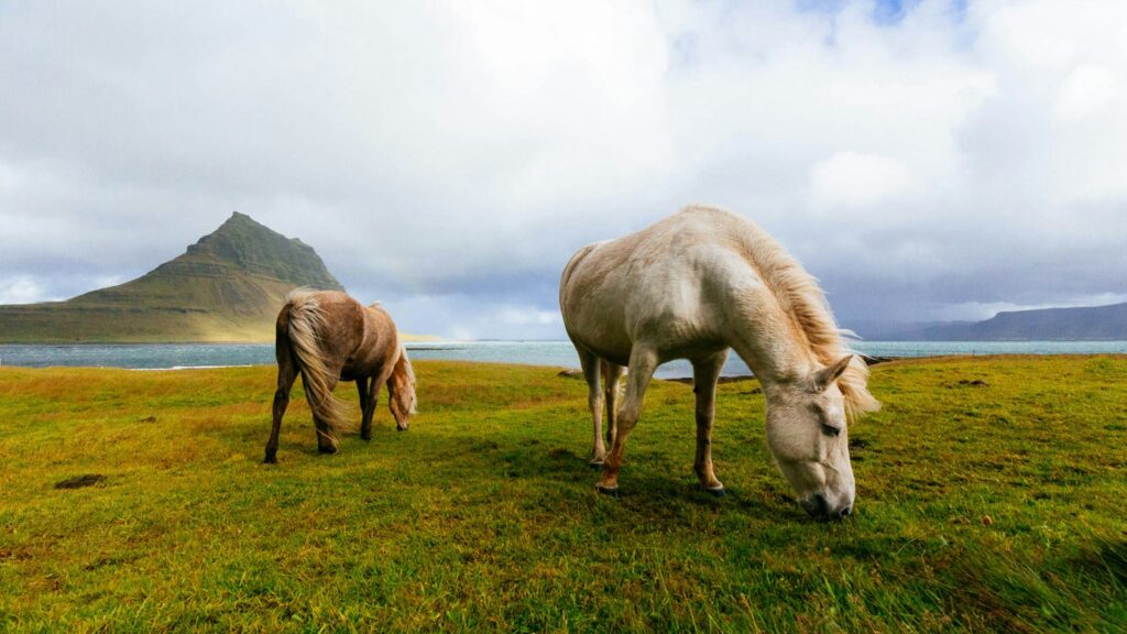white and brown horses near body of water during daytime