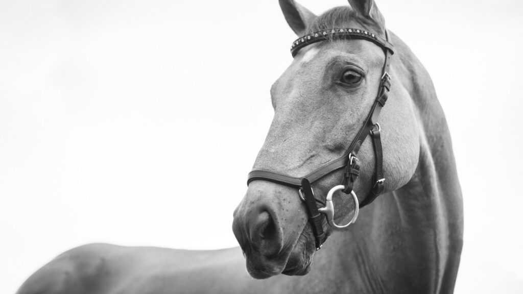 gray scale photo of horse