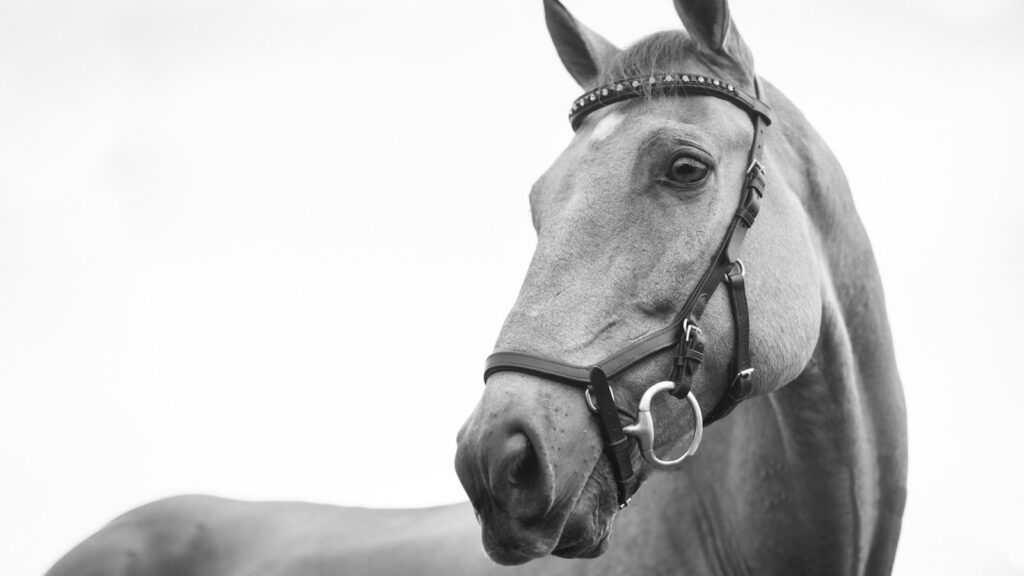 gray scale photo of horse