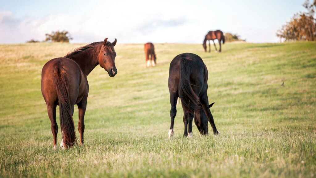 four horses on grass field