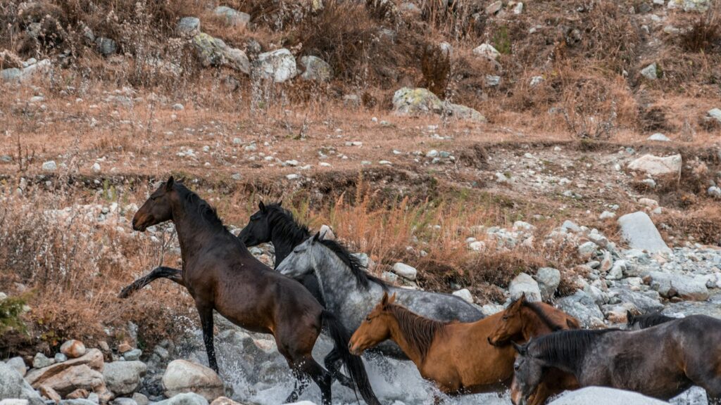 black and brown horses walking on river during daytime
