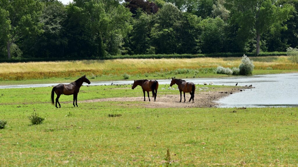 a group of horses standing on top of a lush green field