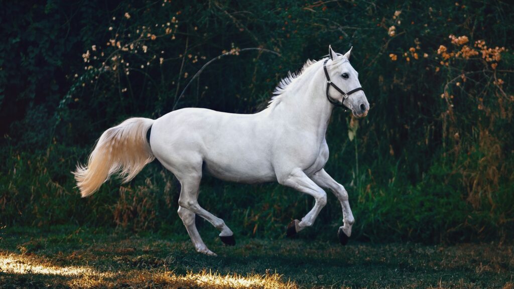 running white horse
