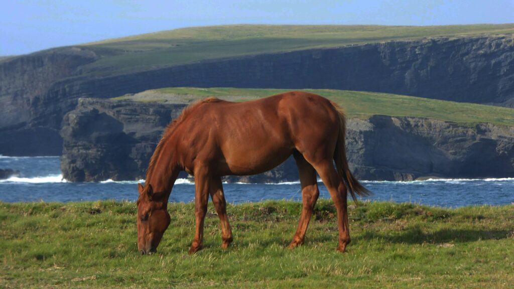 a brown horse grazing on a lush green field