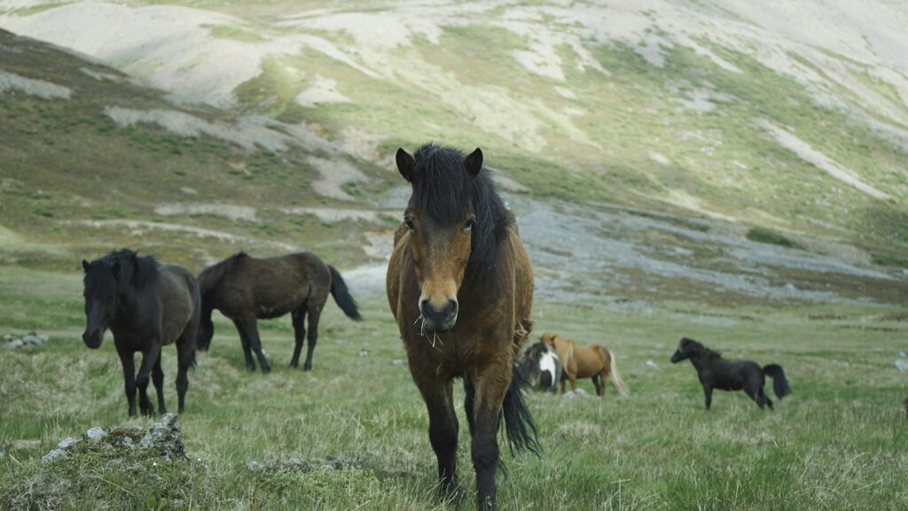 herd of horses on mountain