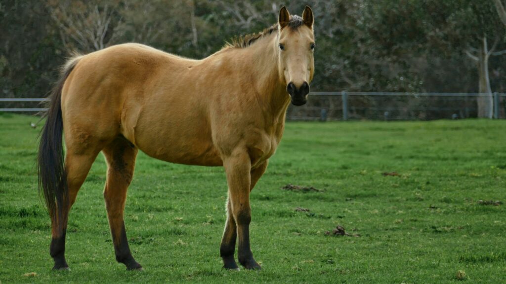 A brown horse standing on top of a lush green field