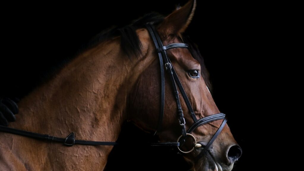 closeup photo of brown horse