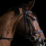 closeup photo of brown horse
