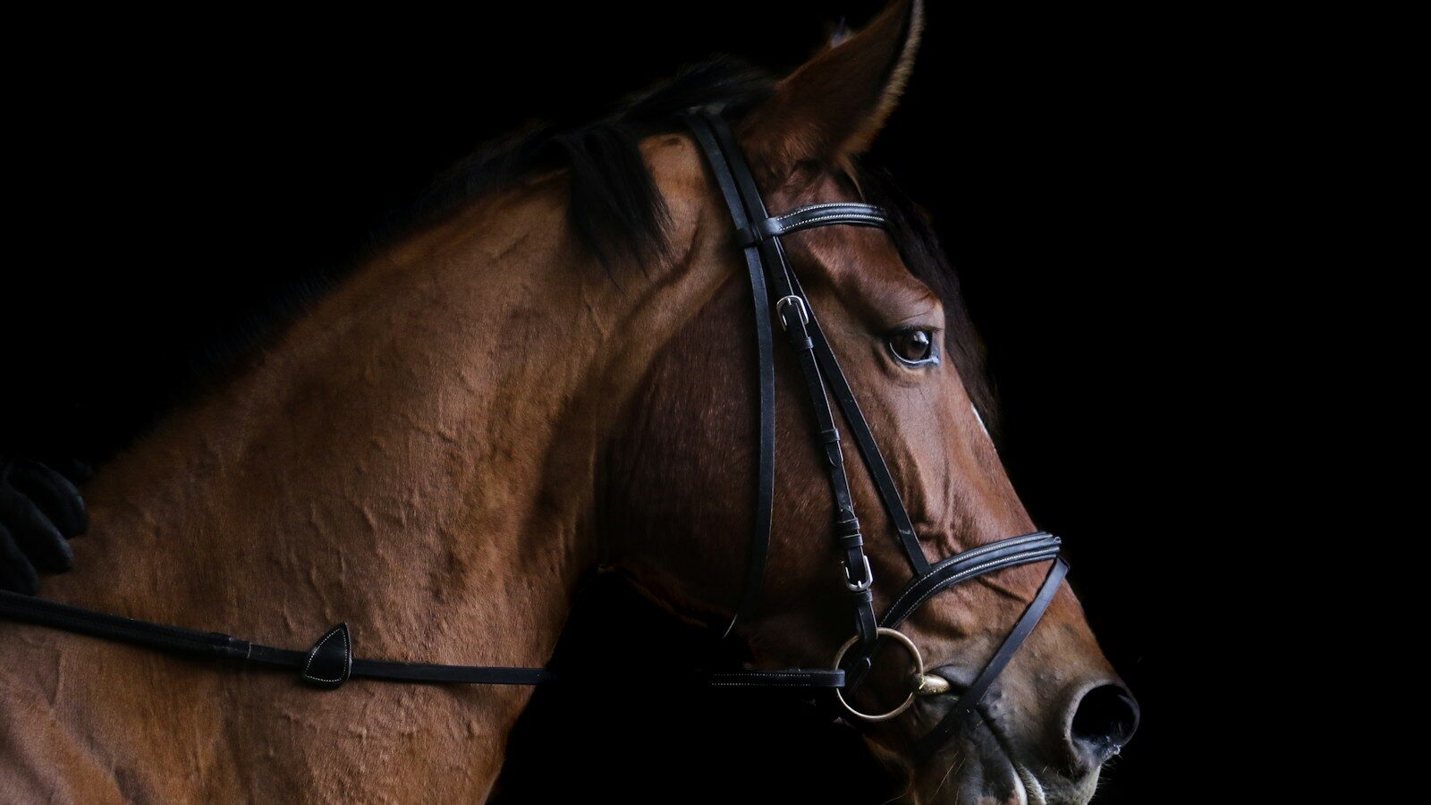 closeup photo of brown horse
