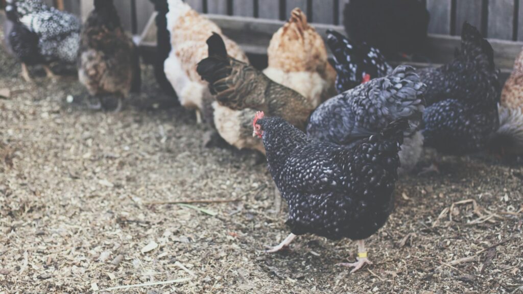 brood of chicken near wall