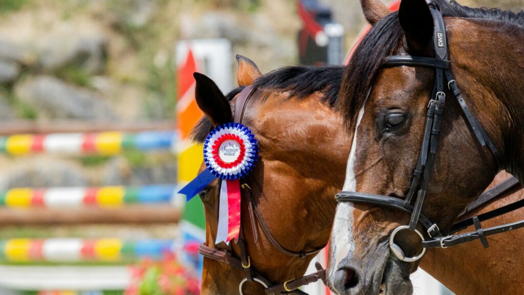 brown horse with blue and white hat