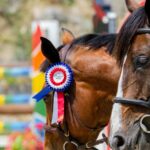 brown horse with blue and white hat