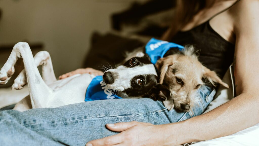 person in blue denim jeans holding white and black short coated small dog