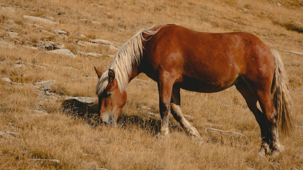 brown horse eating grass