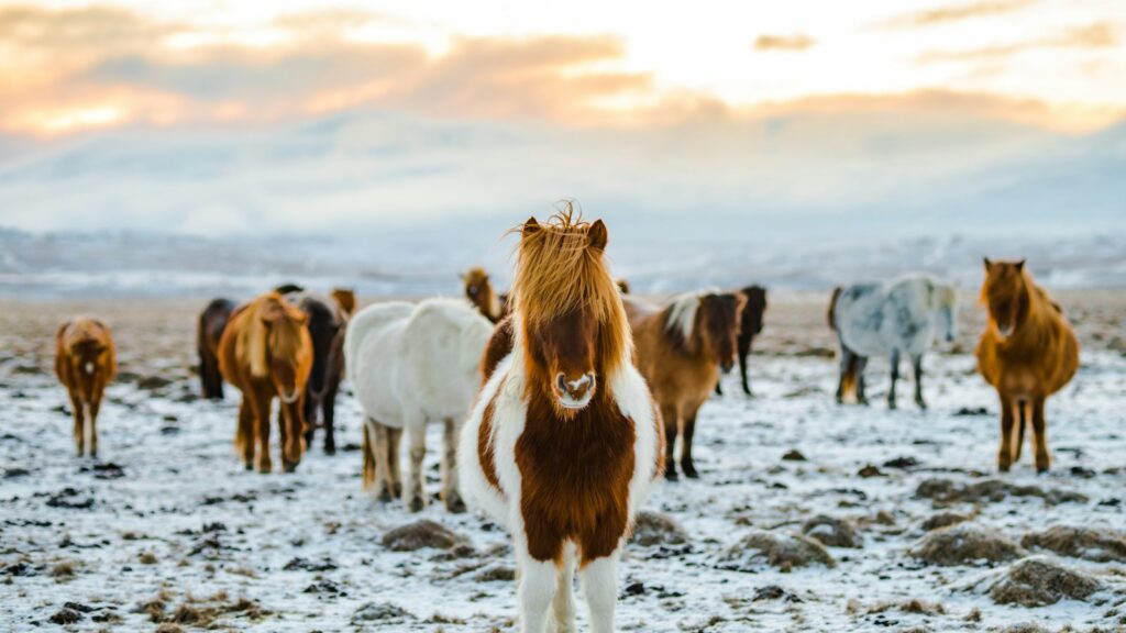 herd of white and brown donkeys on snow-covered land