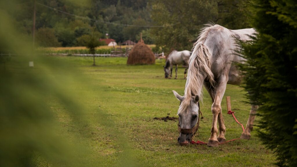 white horse eating grass on green grass field during daytime