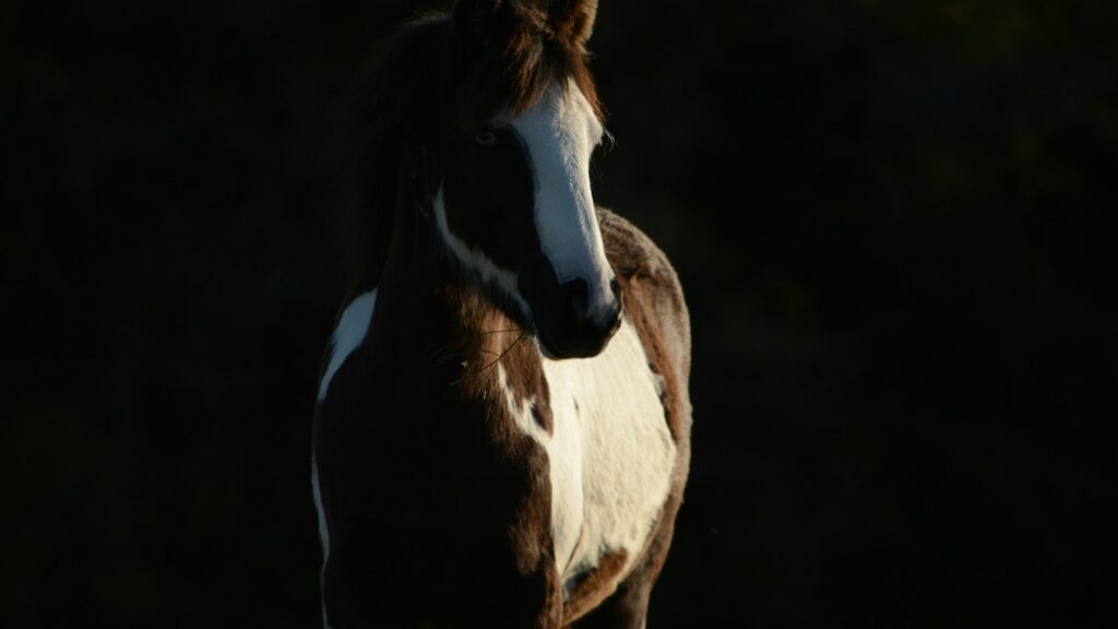 brown and white horse in black background