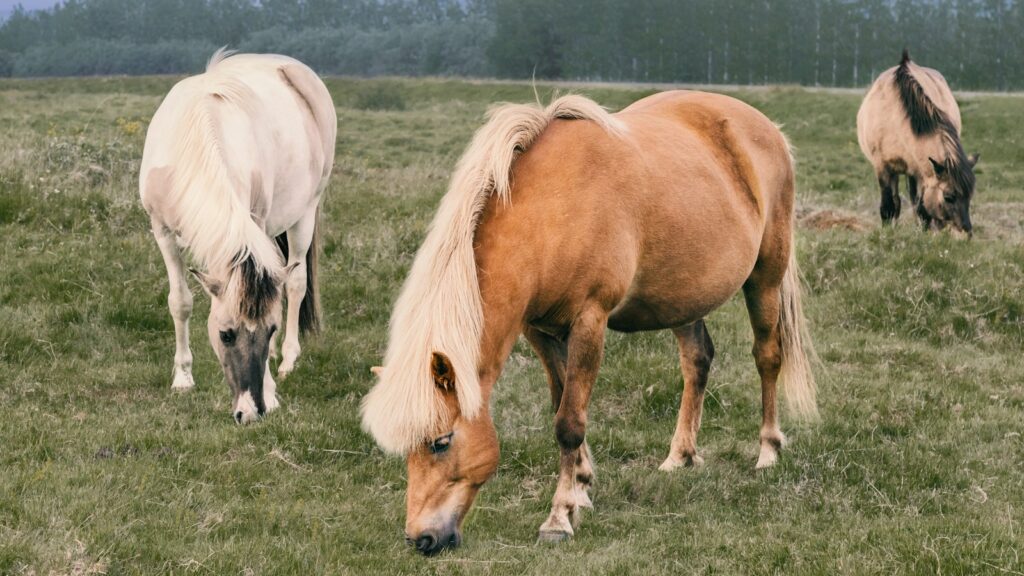three brown and white horses on green grass field at daytime