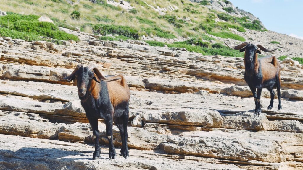 a couple of animals that are standing on some rocks