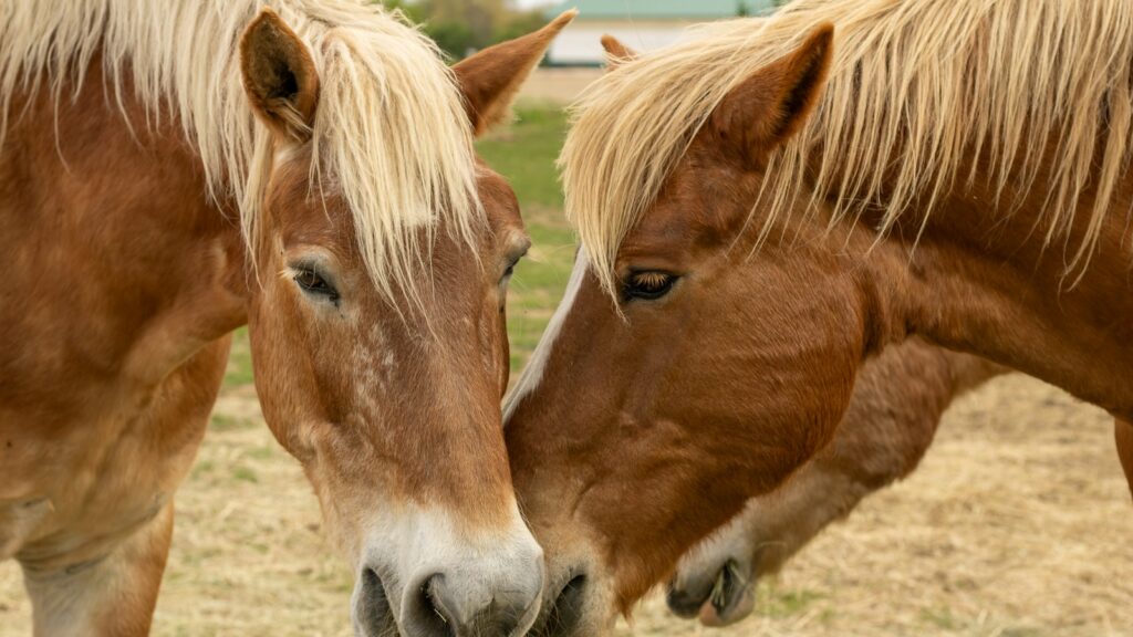 a couple of brown horses standing next to each other