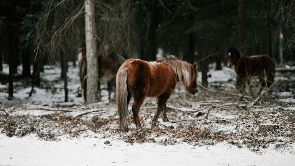 brown horse on field