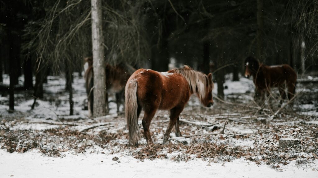 brown horse on field
