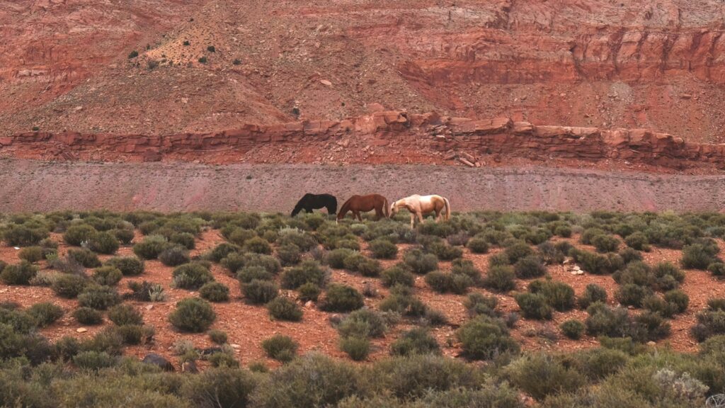 black, brown, and white horses on field