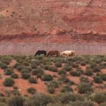 black, brown, and white horses on field