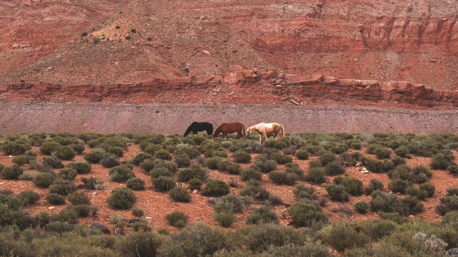 black, brown, and white horses on field