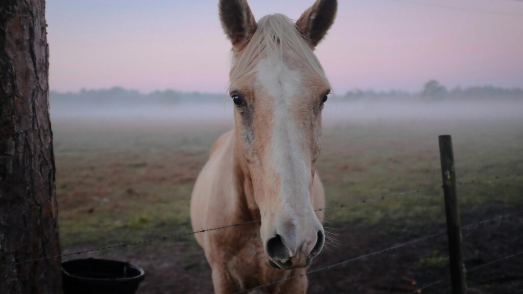 horse standing beside tree
