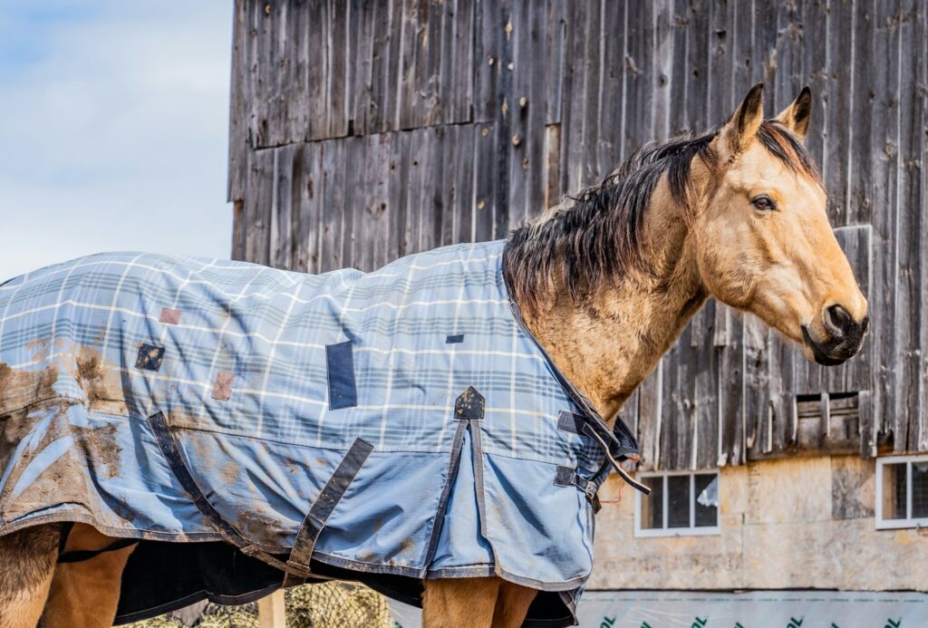 Brown horse in a field with a blue and white plaid textile