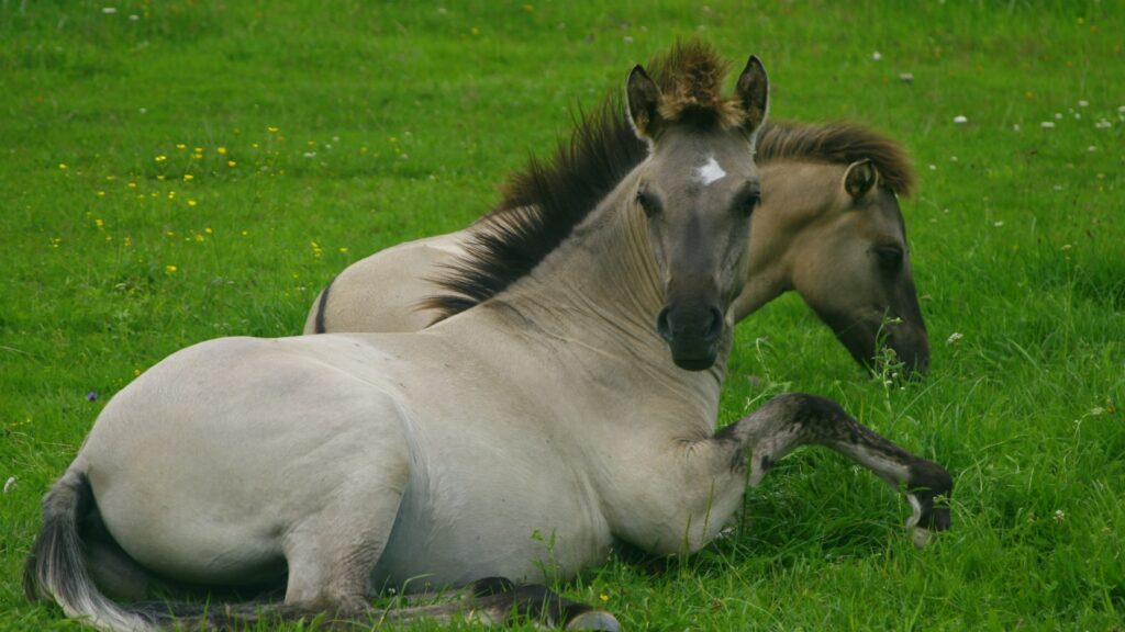 a couple of horses lying in the grass