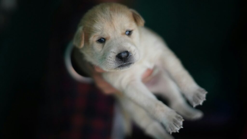 yellow labrador retriever puppy lying on floor