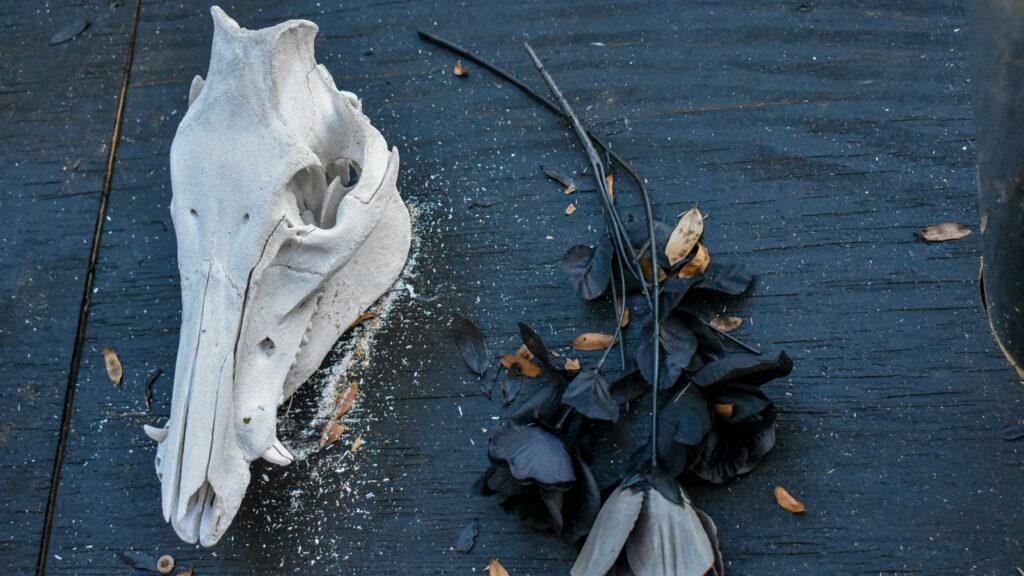a dead animal's skull and a dead flower on the ground