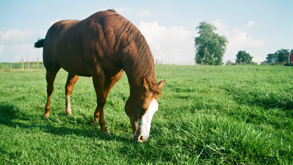 a brown horse grazing on a lush green field
