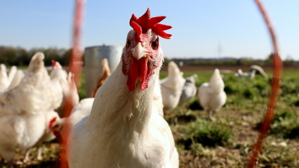 flock of white and red rooster on green grass field during daytime