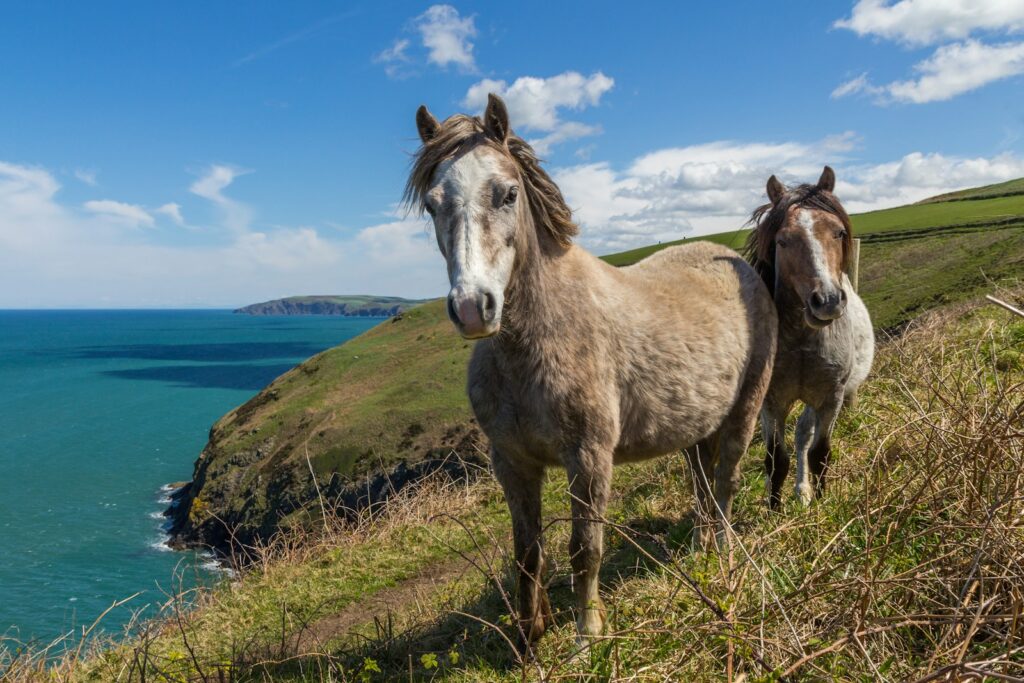Two horses standing on mountain cliff by the sea