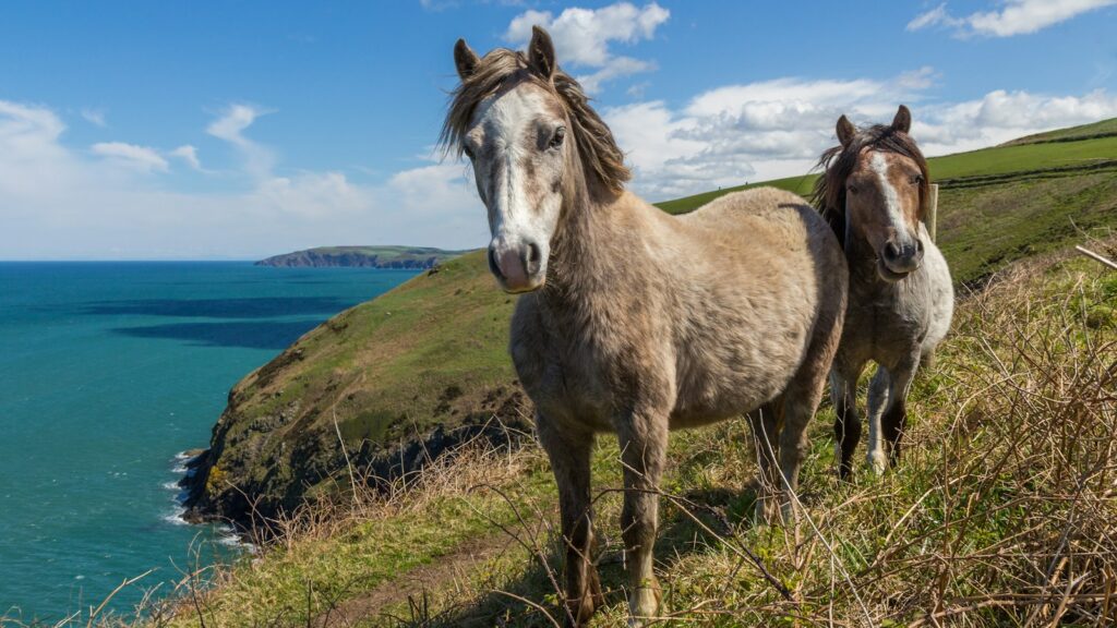two horses standing on mountain cliff by the sea