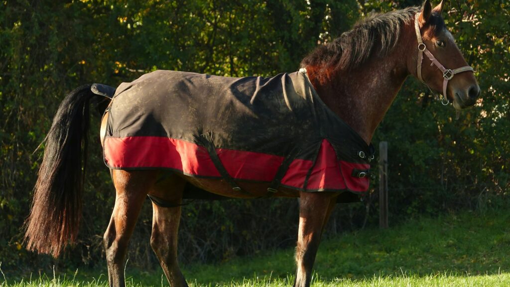 a horse wearing a blanket standing in a field